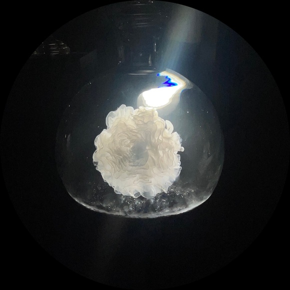 malimabean